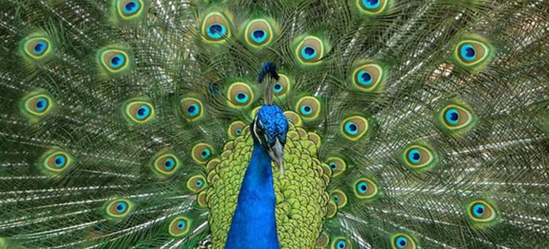 Vibrant peacock feathers spread out.