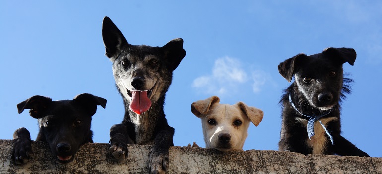 four dogs smiling at a camera