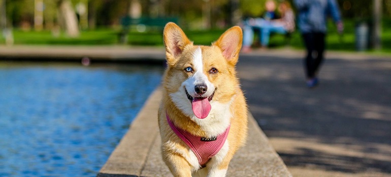 a corgi running around in one of the locations in Brevard County for pet owners