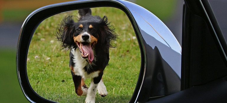 a dog running towards a car
