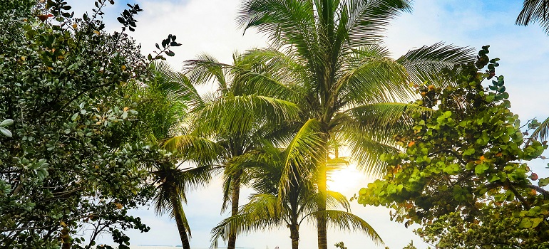 palm trees in the early morning